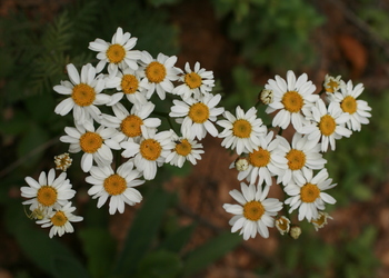 Straußmargerite (Tanacetum corymbosum) - © Emanuel Trummer